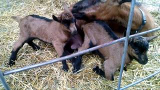 Our Newborn Oberhasli Goat Kids