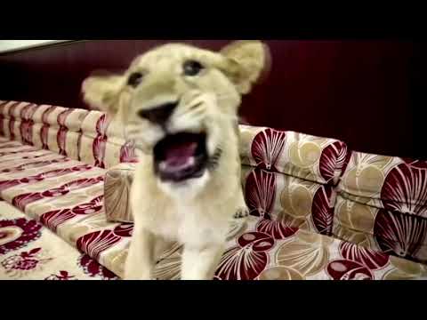 イラク人男性、自宅でアフリカのライオンを飼育 (Iraqi man raises African lions at his home)