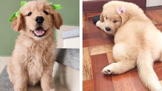 These Cute Golden Baby Are Adorable 😍 Watch It All To See What You're Doing 🐶 😋| Cute Puppies