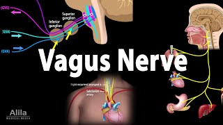 Download lagu Vagus Nerve Neuroanatomy and Functions Animation... mp3