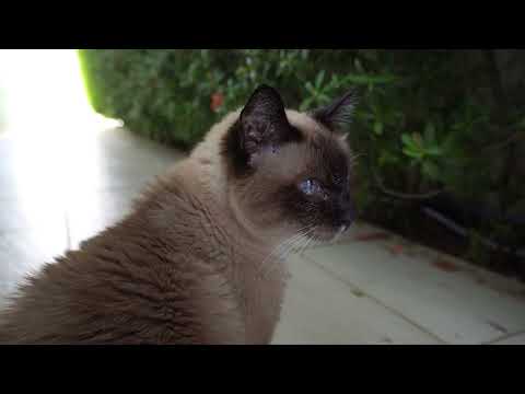 20 year old cat meowing