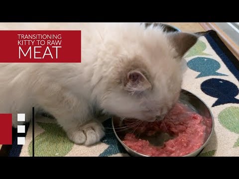 How to transition your cat to a RAW meat diet?