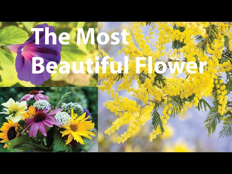 The Most Beautiful Flower 8K ULTRA HD |60fps |Dolby Vision