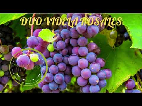 DÚO VIDELA ROSALES / Pañuelito Rojo (tonada)