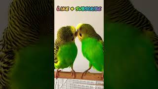 Download lagu Budgie fun time😃 mp3