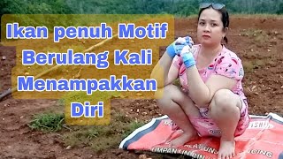 Download lagu Waaahh ikan mantap keluar sarang mp3 Download lagu Waaahh ikan mantap keluar sarang mp3