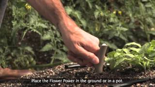 Parrot Flower Power Bleu (photo supp. n°8)