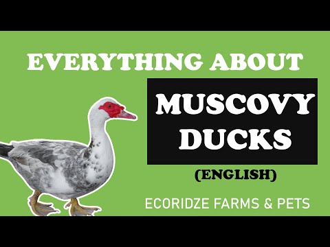 , title : 'Everything you need to know about Muscovy Ducks'