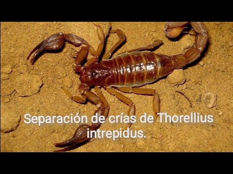 Separación de crías de Thorellius intrepidus, escorpión rojizo de tenazas robustas #fyp #foryou 🦂