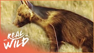 Ghosts Of The Great Salt Lake [Brown Hyena Documentary] | Real Wild