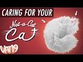 Video: Caring for your Not-a-Cat Cat