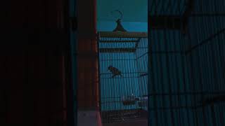 Burung tikusan gacor