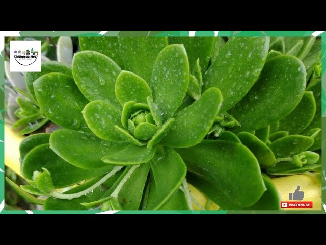 How to pronounce orostachys | HowToPronounce.com