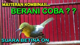 Download lagu MASTERAN SIRTU CIPOW VARIASI JEDA GAMPANG MASUK MATERINYA mp3