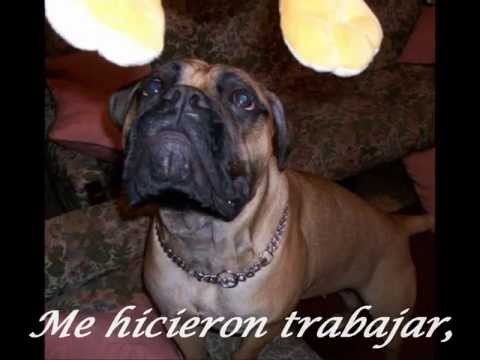 ¡La Fiestita de los Primeros 12 Meses de Raïssa La Bullmastiff!