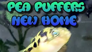 10 Gallon Pea puffer tank upgrade