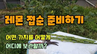 레몬 접목 시기와 채취시기 접목을 위해 접순을 준비하는 장면 어떤 접순을 어떻게 자르고 보관해야하는지?