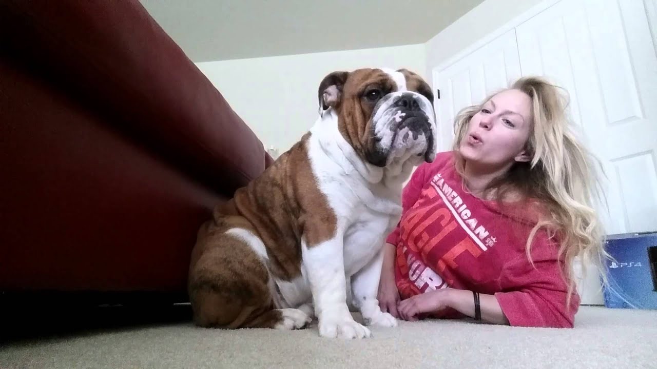 Bulldog Puppy and His Mommy