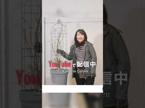 つる性のツタをいつどのように剪定するのですか？家や庭を邪魔しない美しい植物を育てるためのヒント  庭園