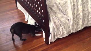 Peek a Boo (Boston Terriers)