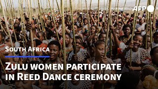 Download lagu South Africa's Zulus fete young women's purity at Reed Dance ceremony | AFP mp3