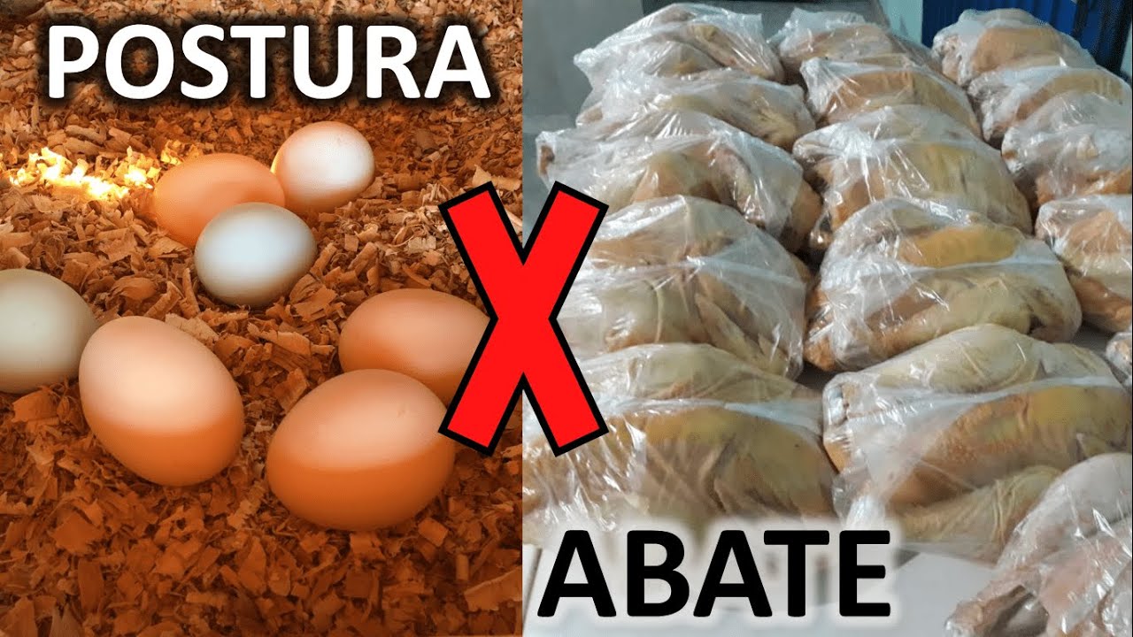POSTURA x CORTE: QUAL A MELHOR OPÇÃO?