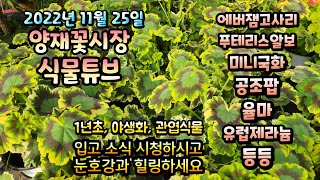 양재꽃시장 식물튜브 [유럽제라늄, 유리호프스, 미니국화, 포인세치아, 율마, 공조팝, 바이올렛 등등] #양재…