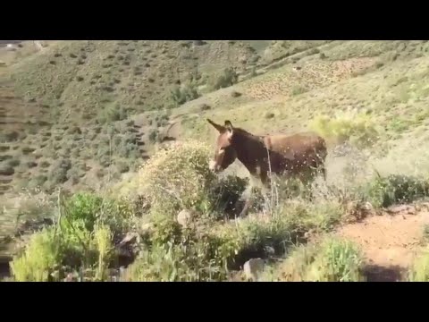 Rivede il suo padrone dopo mesi di quarantena: la reazione dell'asino commuove
