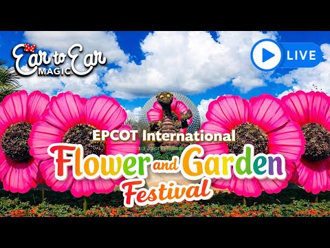 Live webcam of Ear to Ear Magic