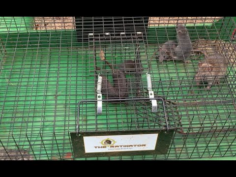 The Ratinator - REVIEW - Read Desc AnD LiKe AnD sUbScRiBe