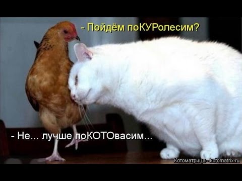 Ultimate CUTE Cat/Hen  Compilation Fight 2015-16