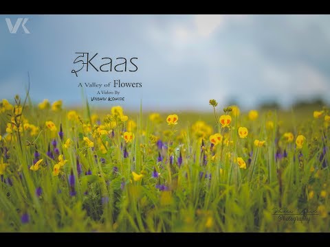 Kaas - A Valley of Flowers | Kaas Satara Cinematic Video | Maharashtra India |