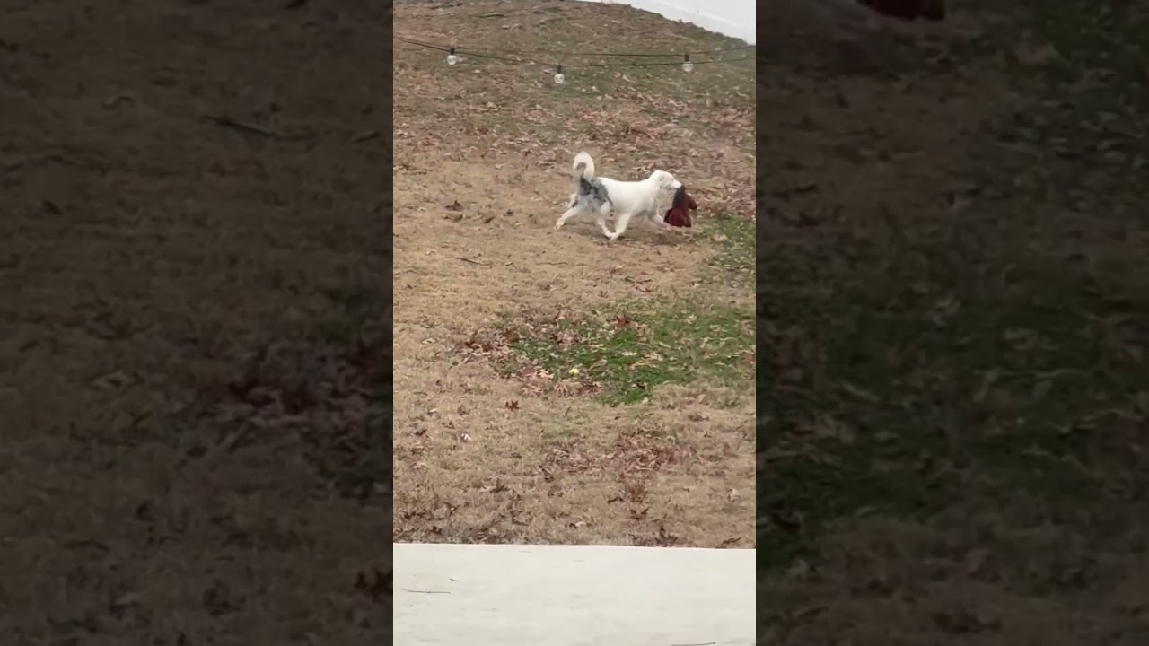 Enlarge Emmie, a Adoptable Australian Shepherd in Alexandria, VA video 4/6