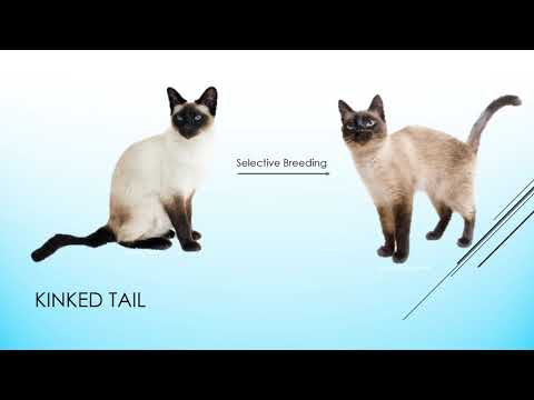 The Biology of Siamese Cats