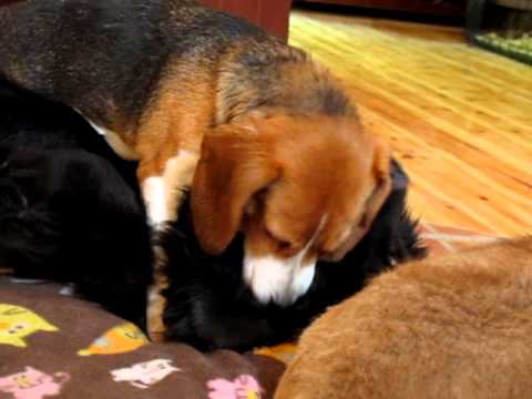 Emily, an adopted Beagle in Guelph, ON_image-1