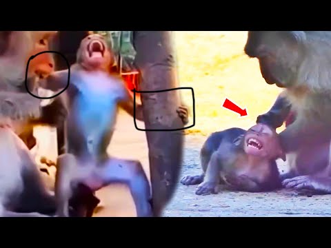 Big Monkey Asks for Milk, Mother Gets Angry and Warns Him with Loud Cries