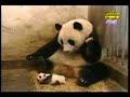 熊貓的超爆笑反應 
