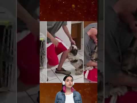 A cadela sumida correu e achou seu verdadeiro dono!