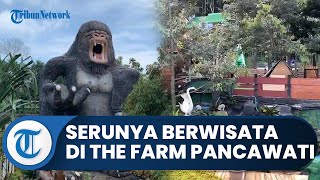 Serunya Berwisata di The Farm Pancawati Bogor, Nuansa Alamnya Terasa, Cocok untuk Liburan Bersama