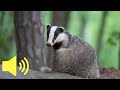 What does a Badger sound like? - Animal Sounds