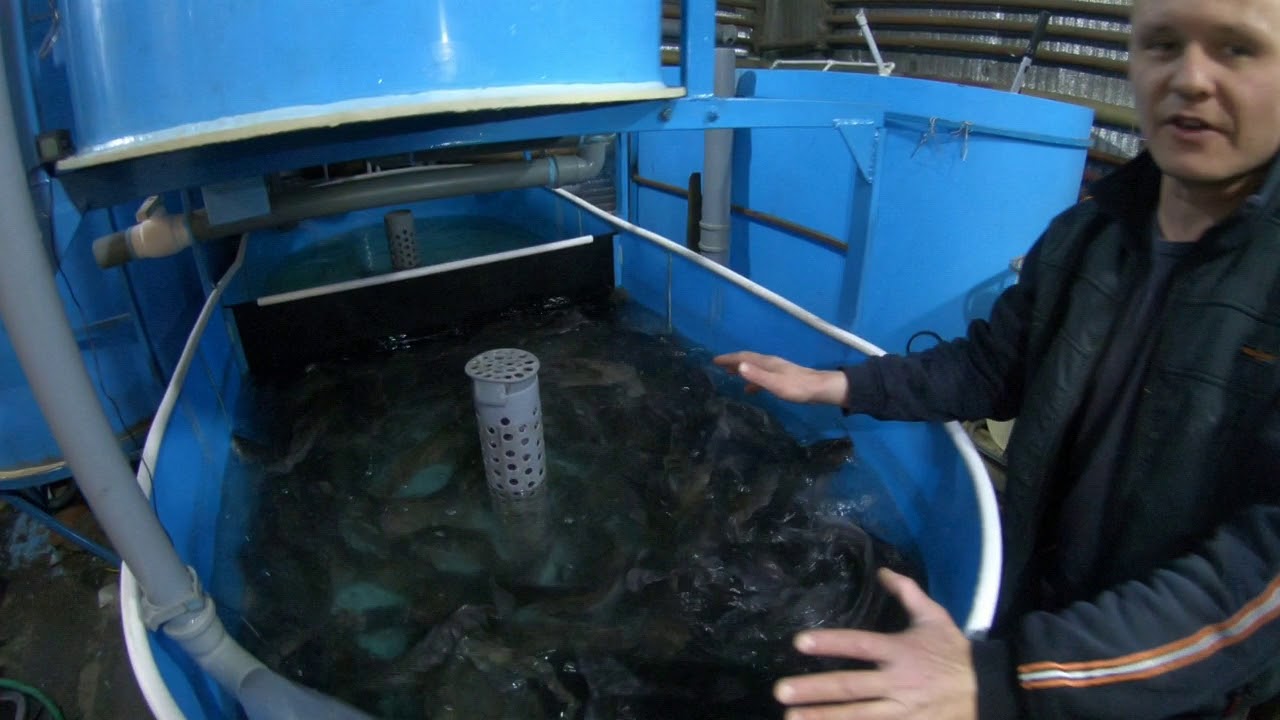 Узв видео. Узв видео. Рост радужной форели в узв. Узв для клариевого сома. Узв видео.