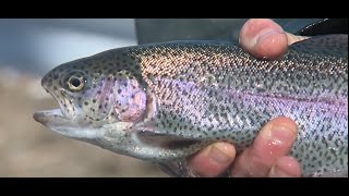 Stocking of rainbow trout begins in Cleveland's rivers