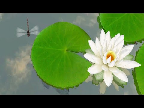 3D Lotus Pond Live Wallpaper Video