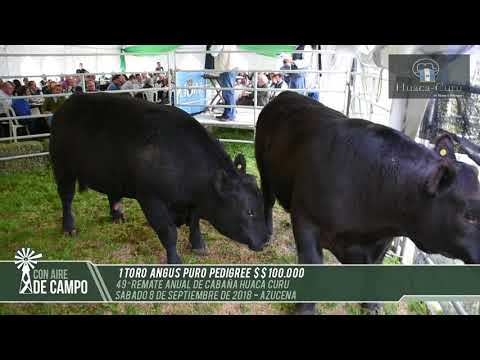 Resumen del remate de Cabaña Huaca Curú - Sábado 8 de septiembre de 2018 - Azucena