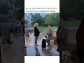 Dog Takes Front Seat Of Marriage Proposal Shorts READ DESCRIPTION