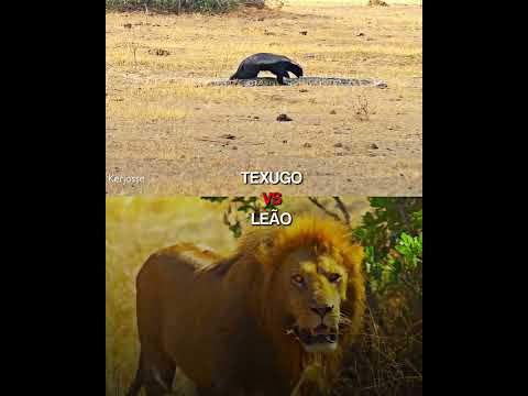 TEXUGO X LEÃO (contem ironia) | #shorts