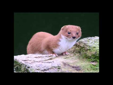 Kolay Sanma Sansar Salvo Part ruffmix studio version