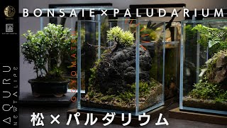 五葉松を使ったパルダリウムをレイアウトしてみた│BONSAI PALUDARIUM