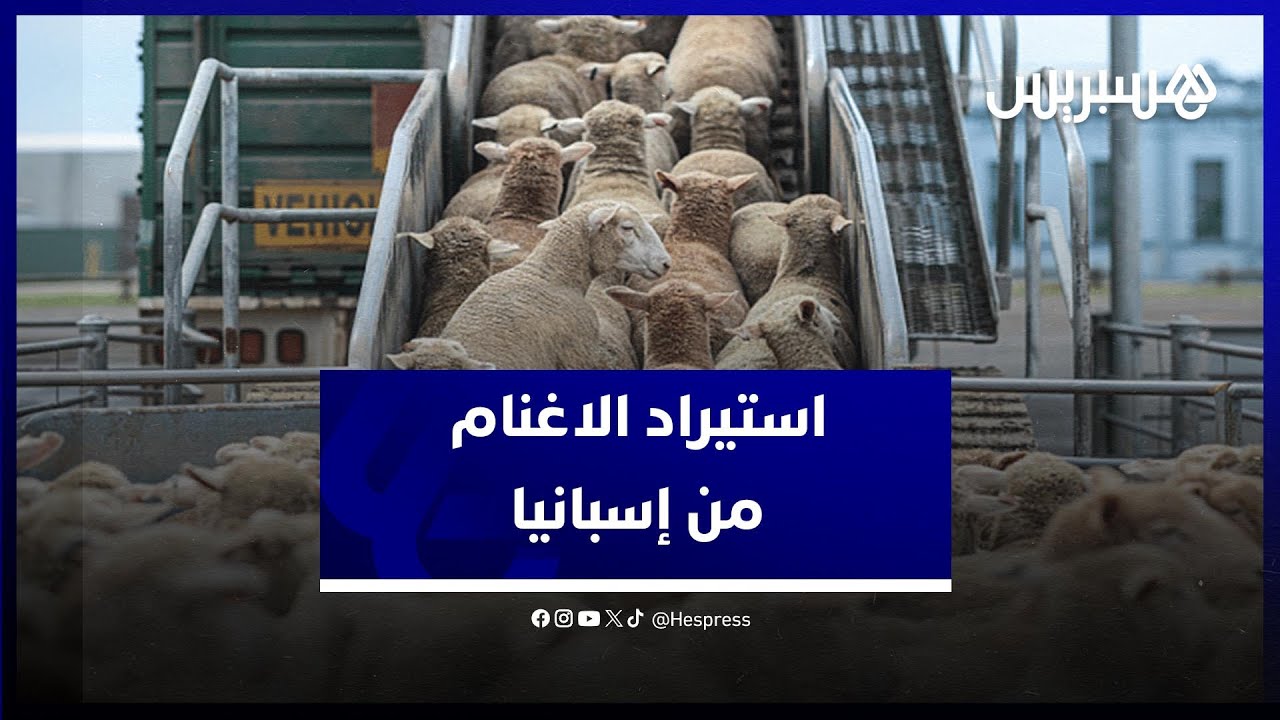 لتقوية العرض والحفاظ على الأثمنة في المتناول.. هذه مستجدات تزويد الأسواق بالأغنام الإسبانية thumbnail