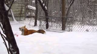 Смотреть онлайн Домашняя лиса и ее хозяин играются в снегу